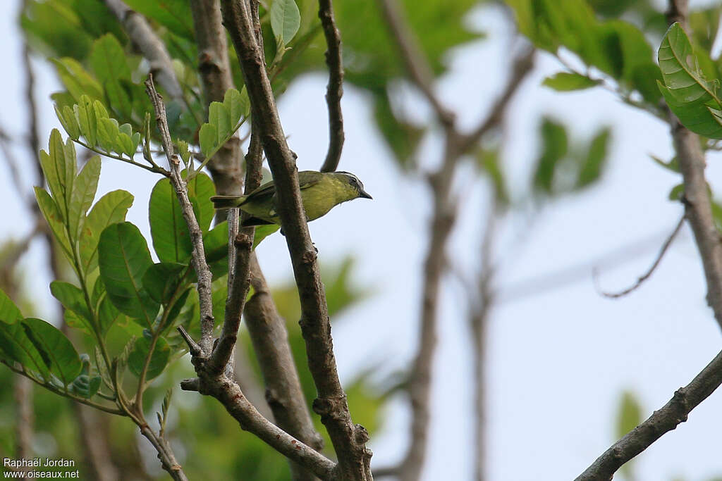 Yellow-bellied Tyrannulet, identification