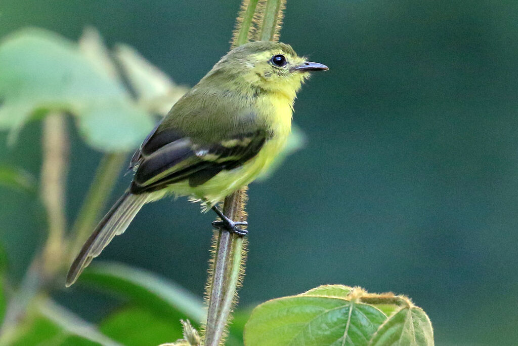Tyranneau flavéoleadulte