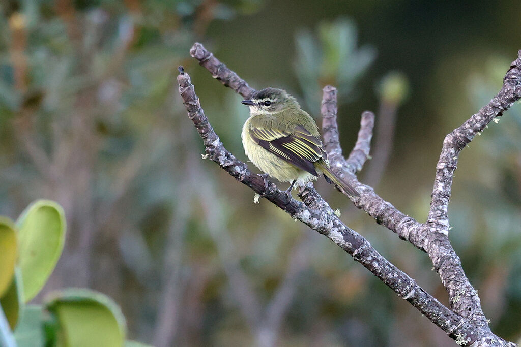 Tyranneau trompeuradulte