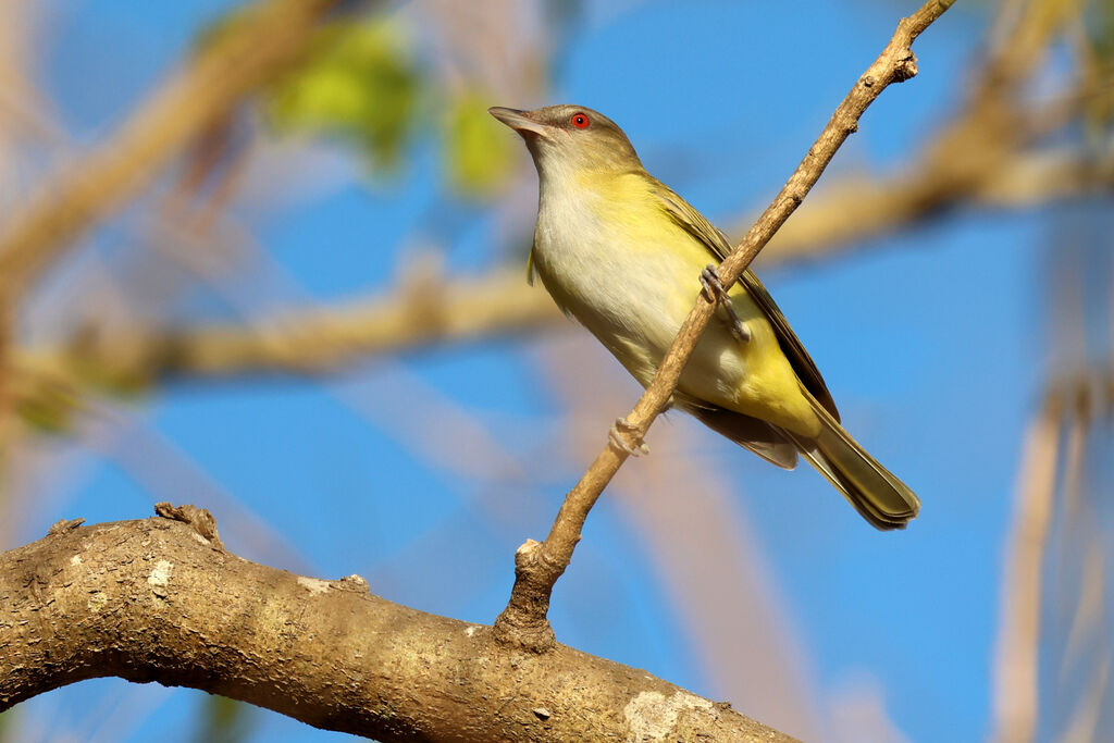 Viréo jaune-verdâtreadulte