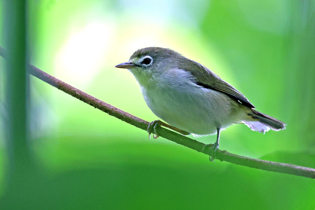 Zostérops becfigue