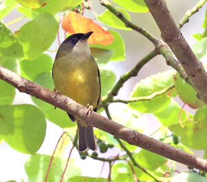 Zostérops de Goodfellow