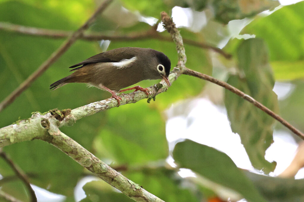 Black-capped Speirops
