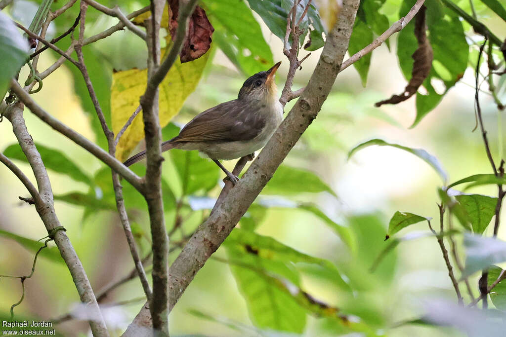Calabarzon Babbler, identification