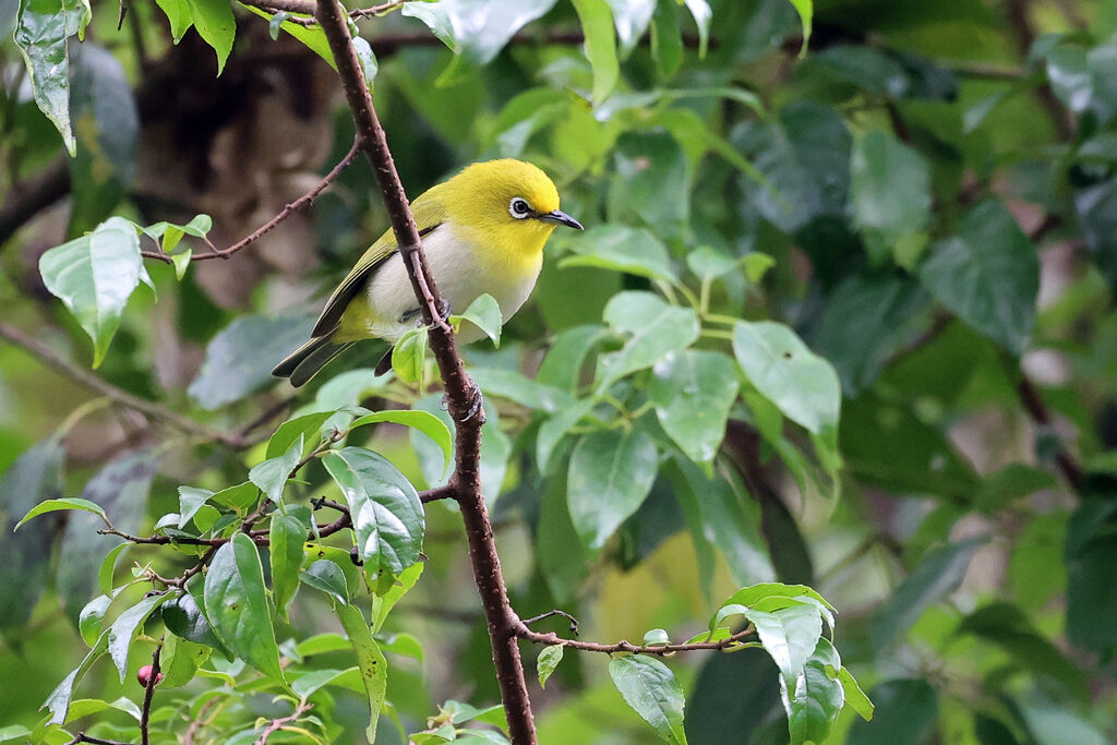 Warbling White-eye (montanus)adult