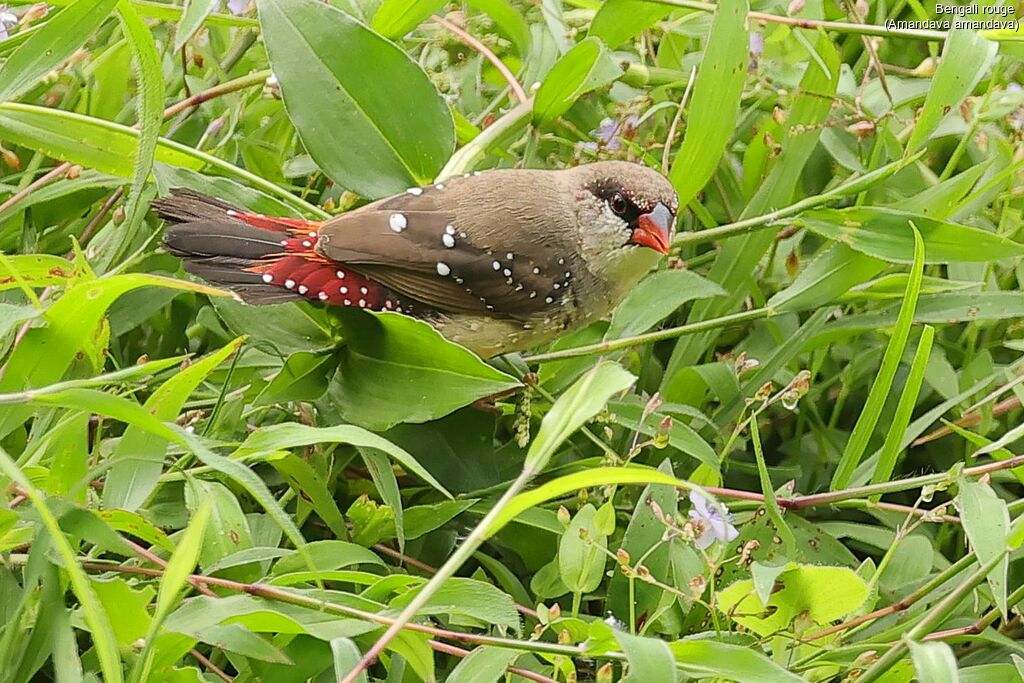Red Avadavatadult transition