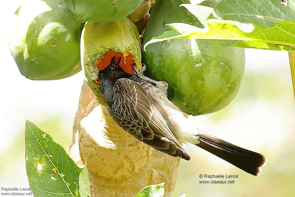 Red-vented Bulbuladult, eats