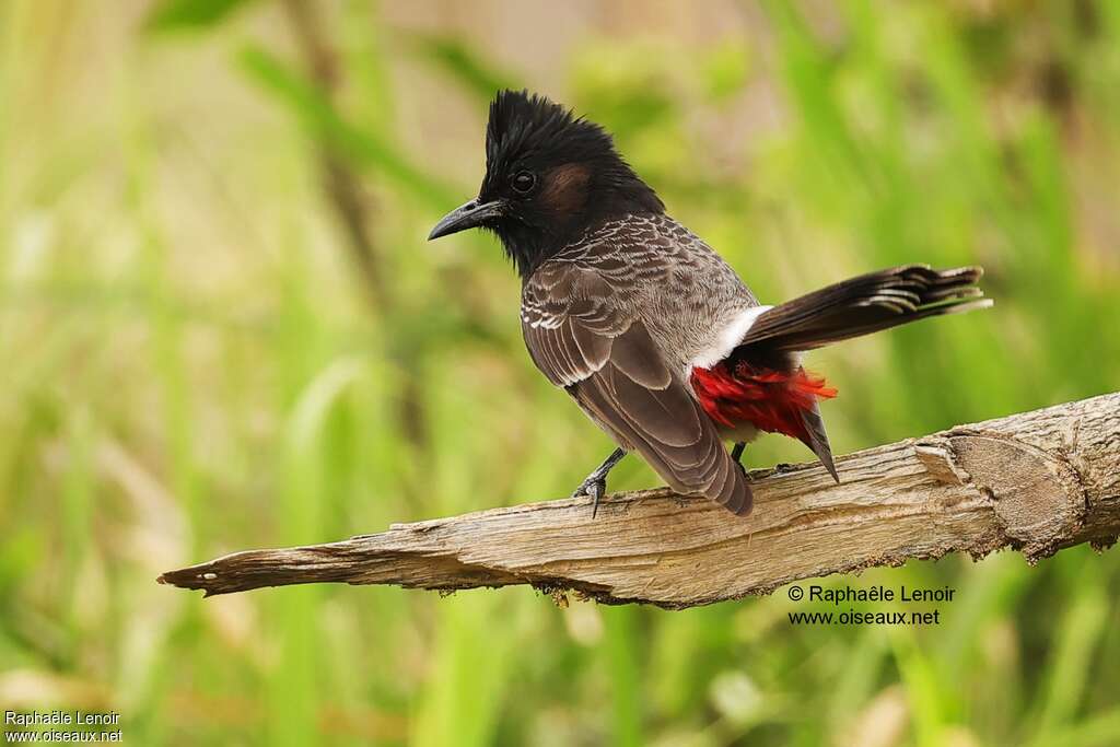 Red-vented Bulbuladult, identification