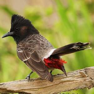 Bulbul à ventre rouge