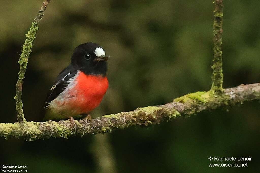 Pacific Robin male adult