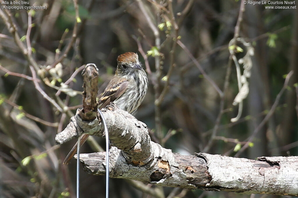 Ada à bec bleu femelle