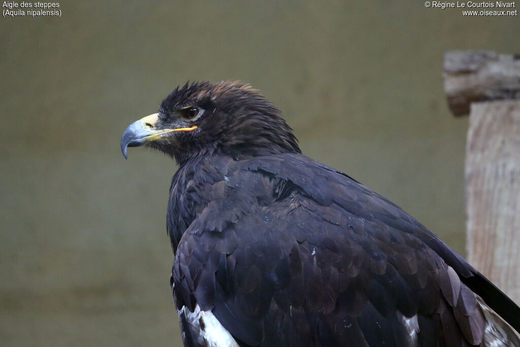 Aigle des steppes