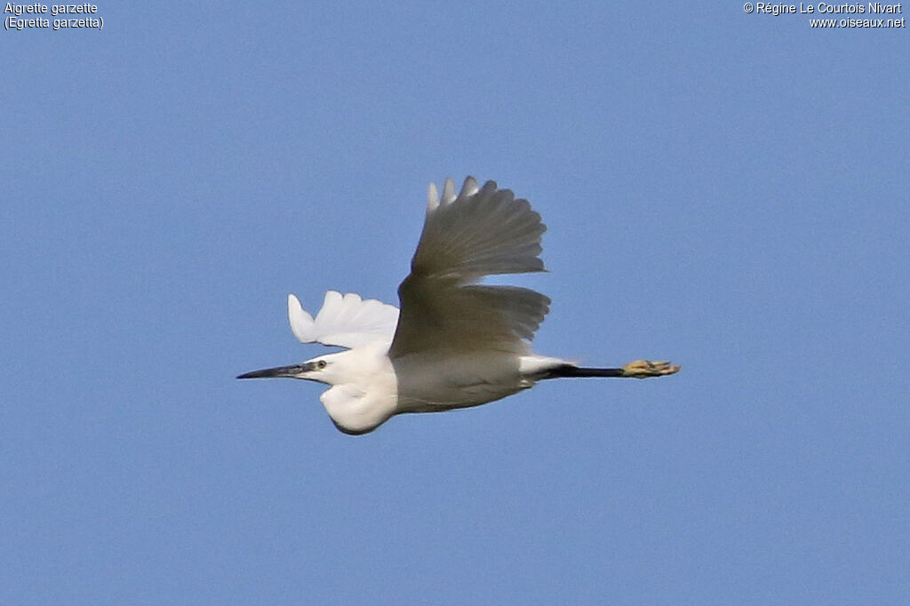 Aigrette garzette, Vol