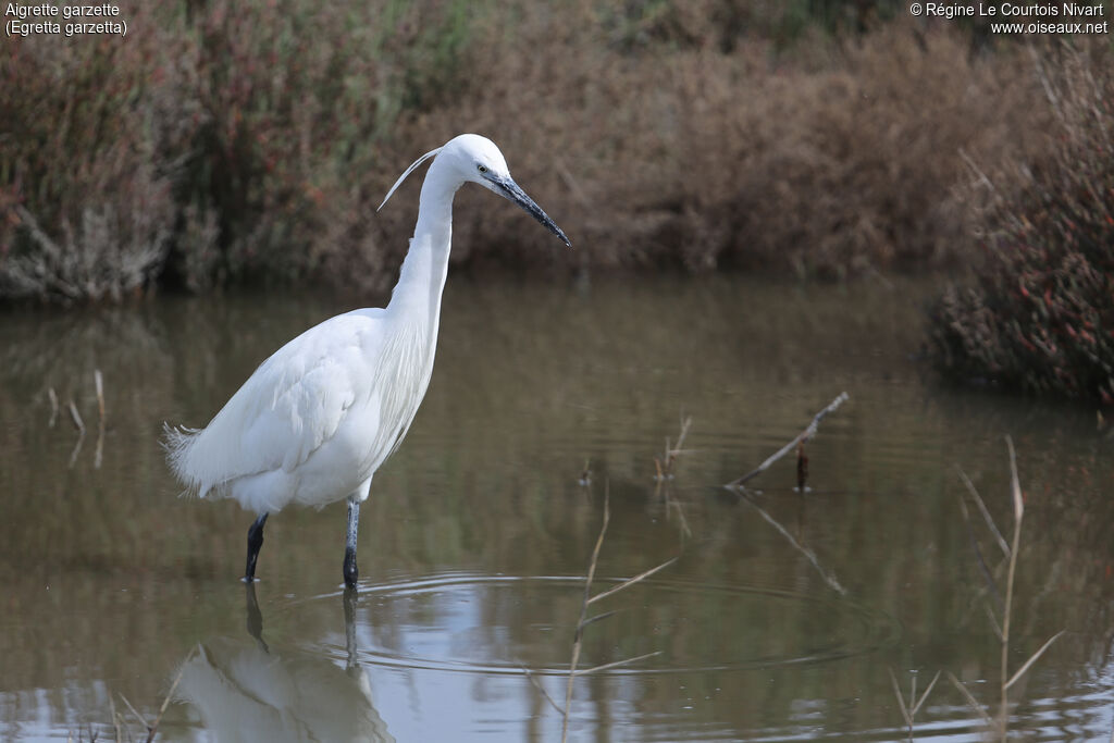 Little Egret