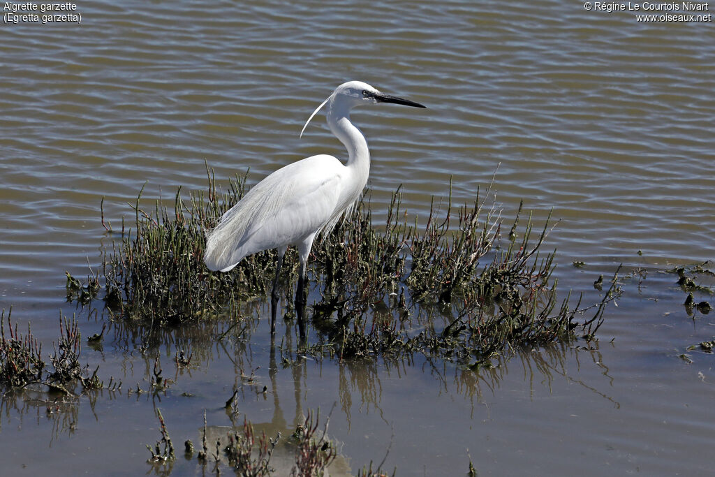 Aigrette garzette
