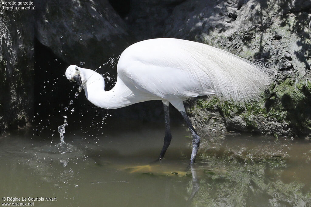 Aigrette garzette, régime, pêche/chasse