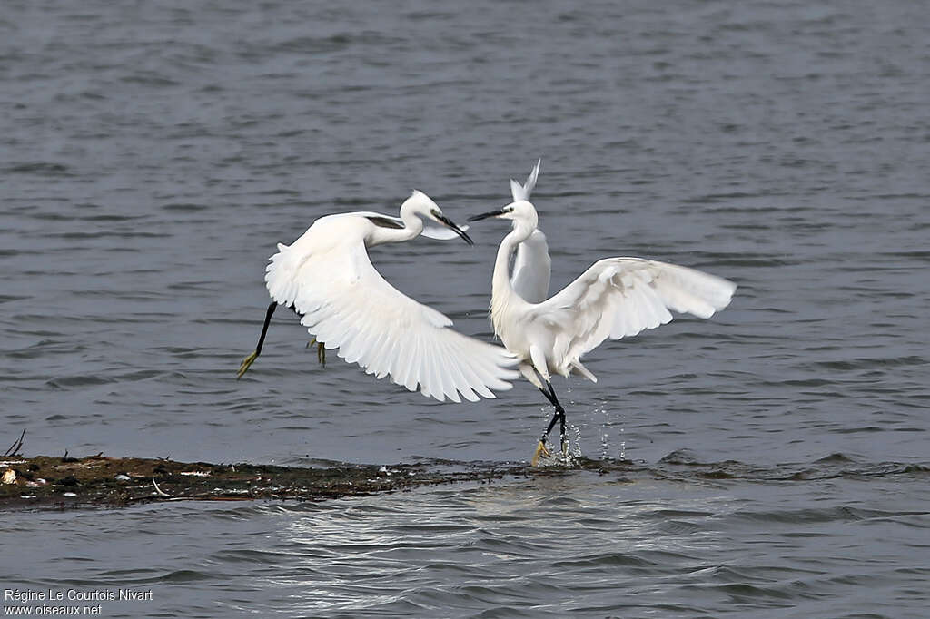 Aigrette garzette, Comportement