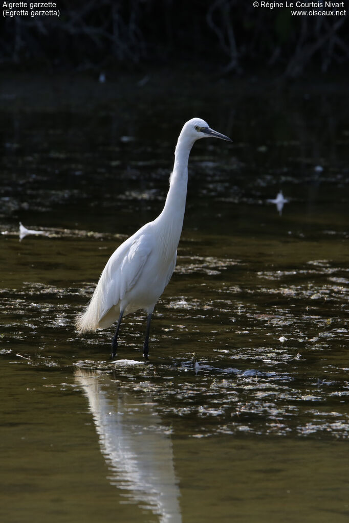 Aigrette garzette