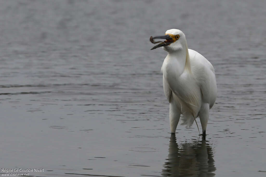 Aigrette neigeuseadulte, habitat, régime, mange