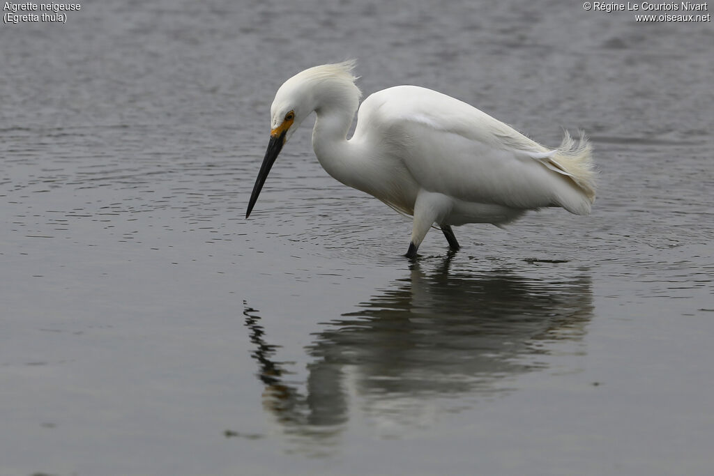 Aigrette neigeuse