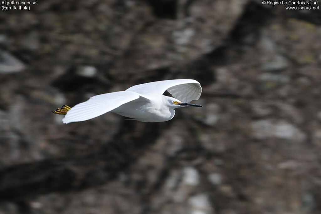 Aigrette neigeuse