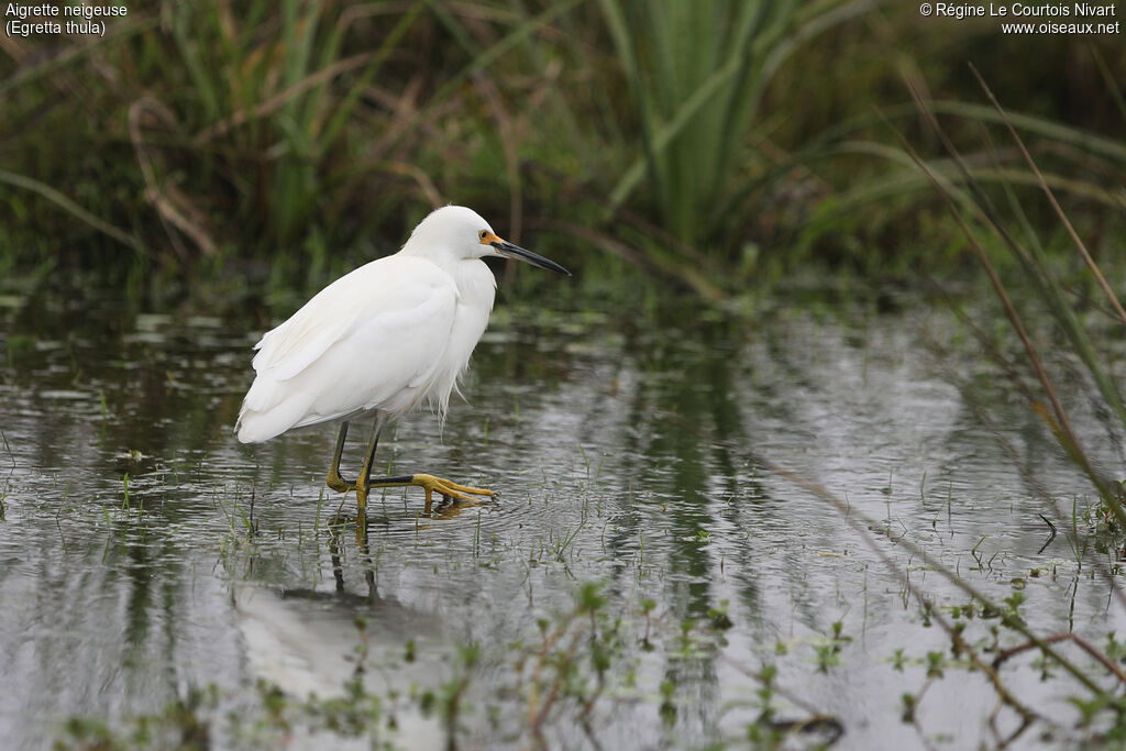Aigrette neigeuse, pigmentation