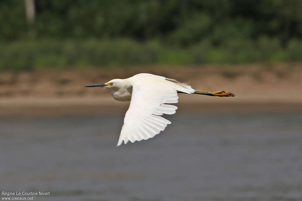 Aigrette neigeuseadulte, Vol