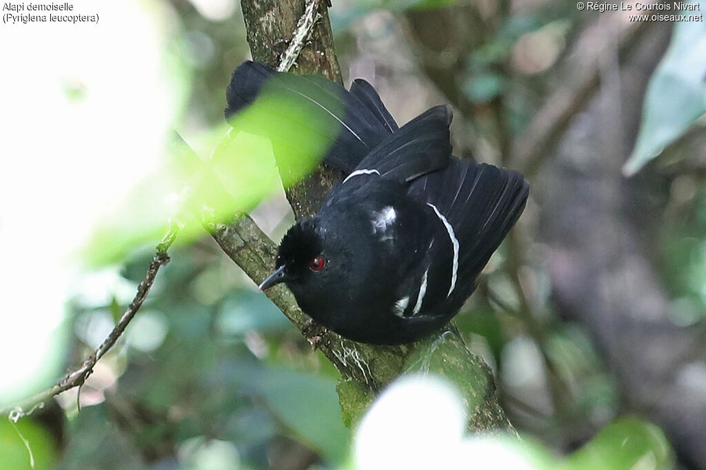 Alapi demoiselle mâle adulte