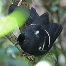 Alapi demoiselle