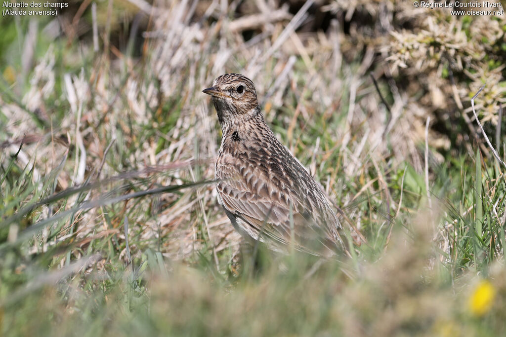Alouette des champs