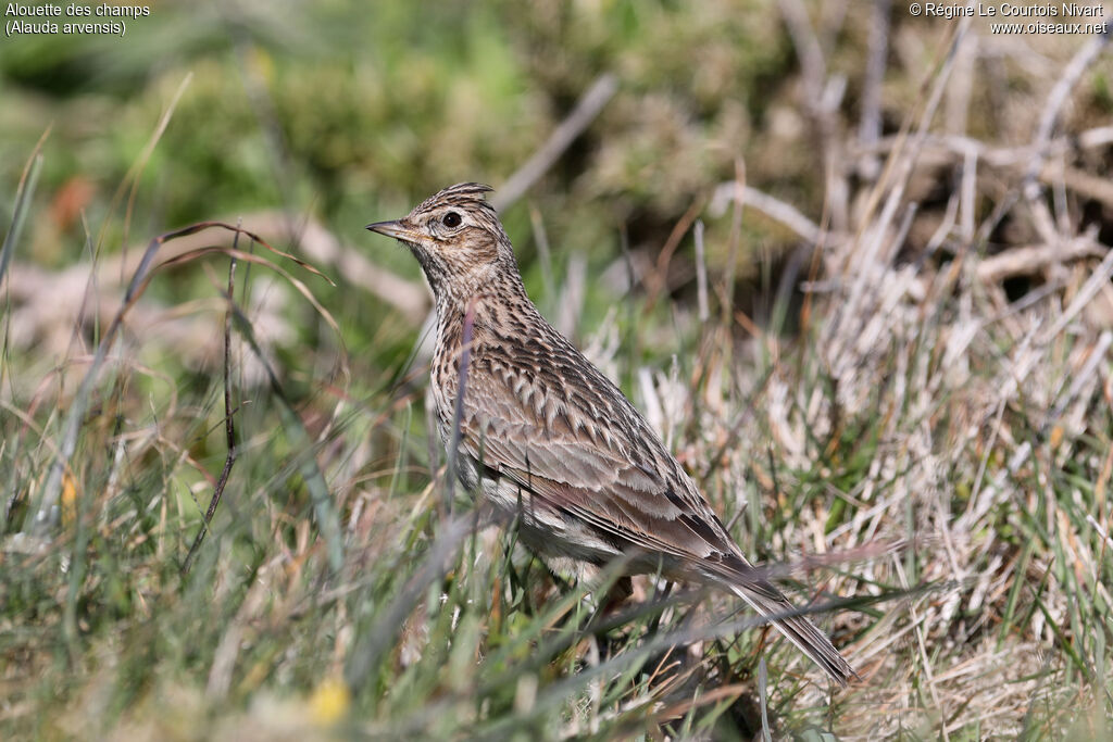 Alouette des champs