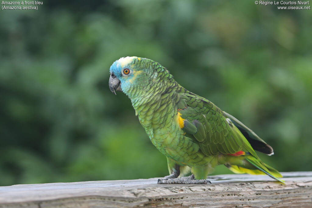 Turquoise-fronted Amazon