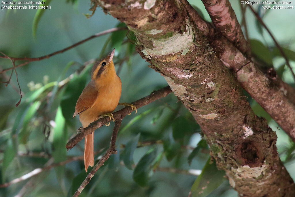Ochre-breasted Foliage-gleaner