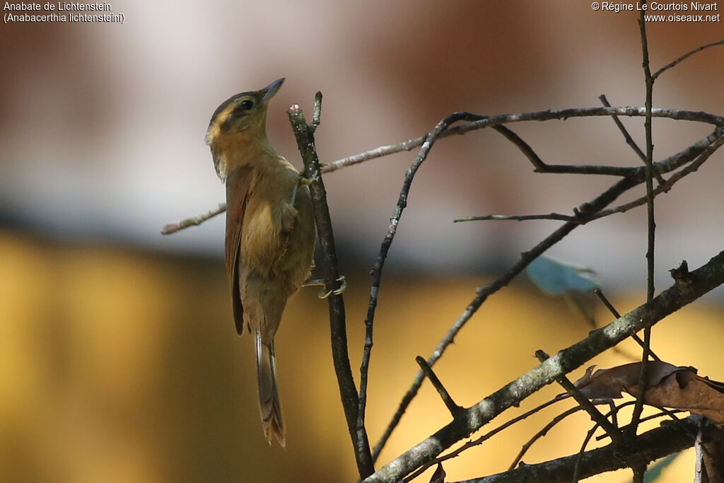 Ochre-breasted Foliage-gleaner