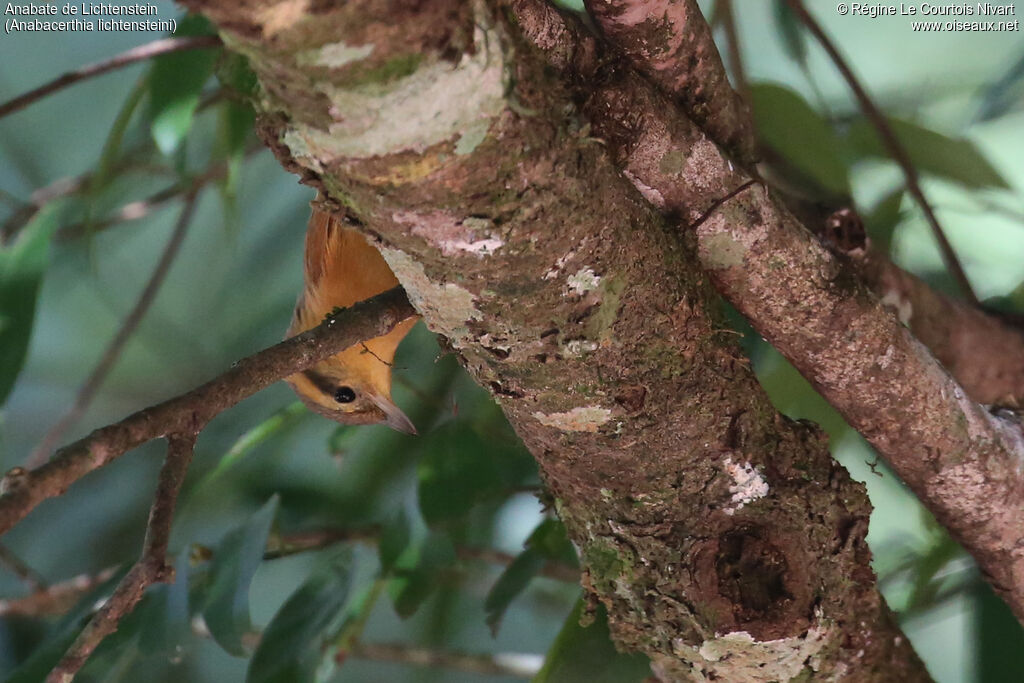 Ochre-breasted Foliage-gleaner
