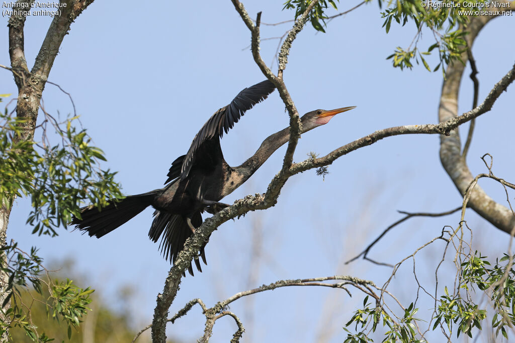 Anhinga