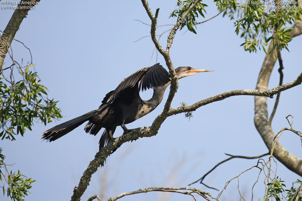 Anhinga