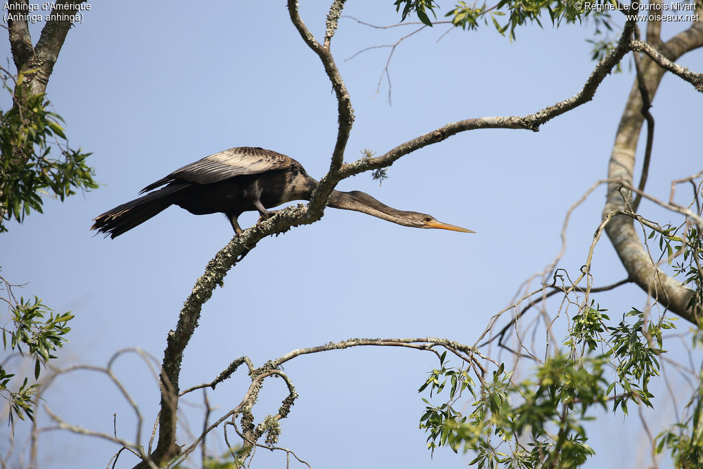 Anhinga