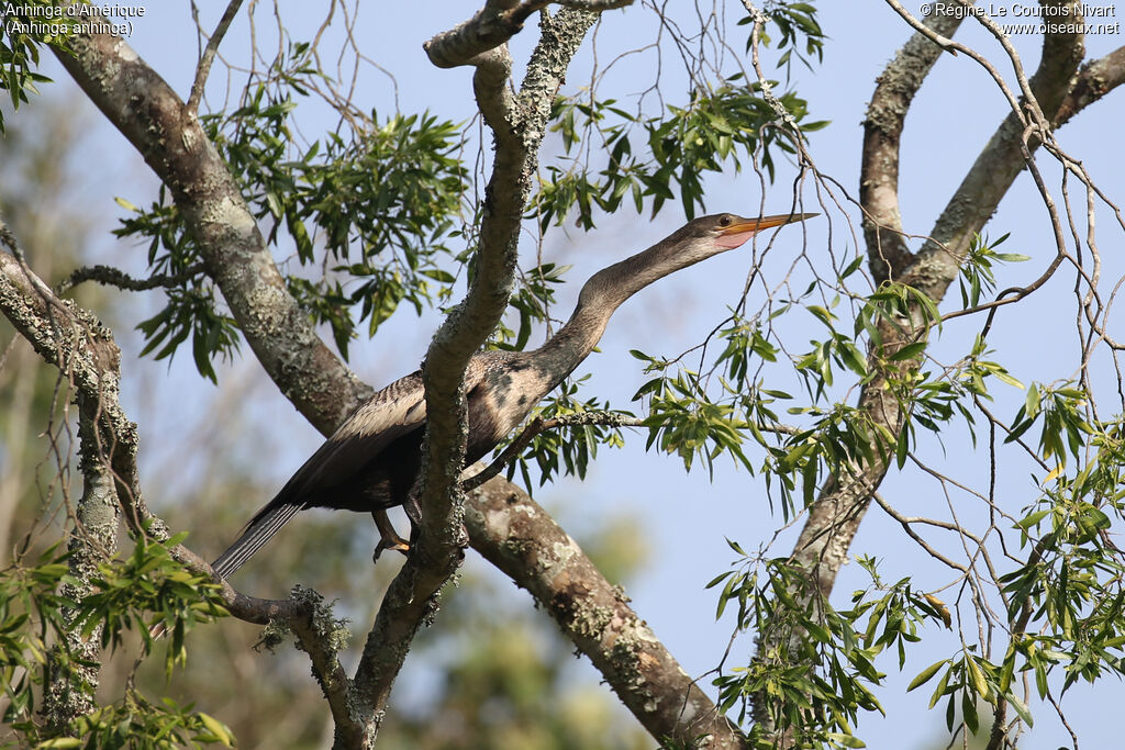 Anhinga d'Amérique