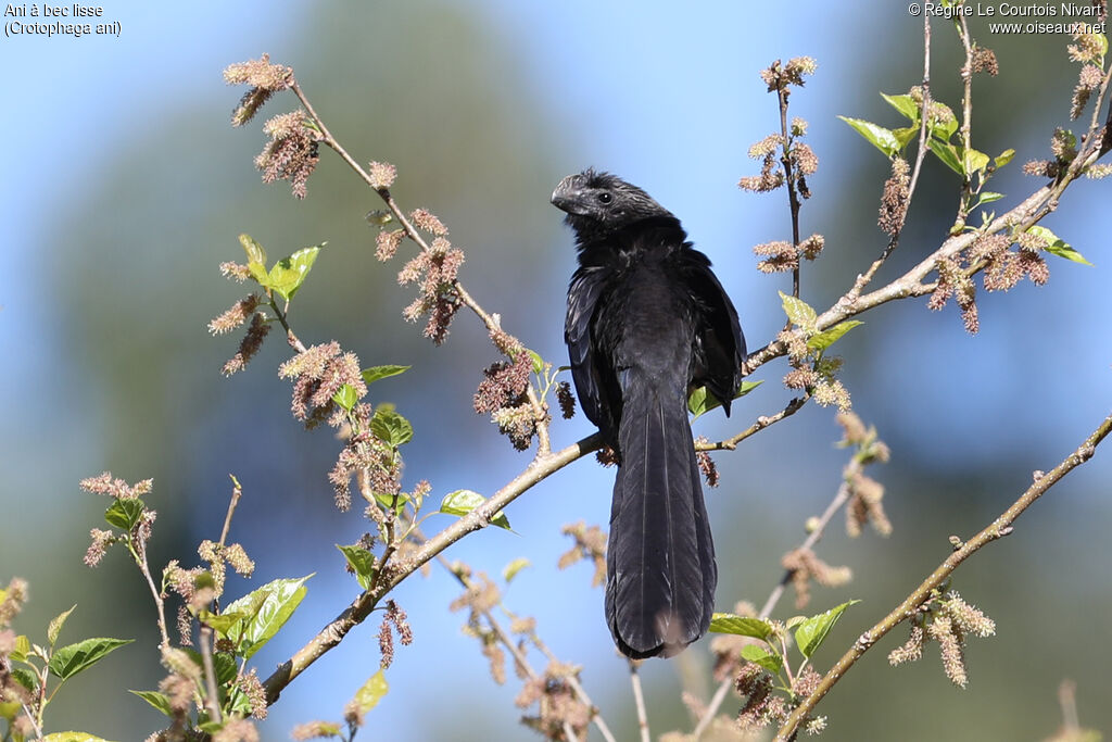 Smooth-billed Ani