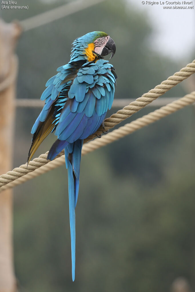 Ara bleu