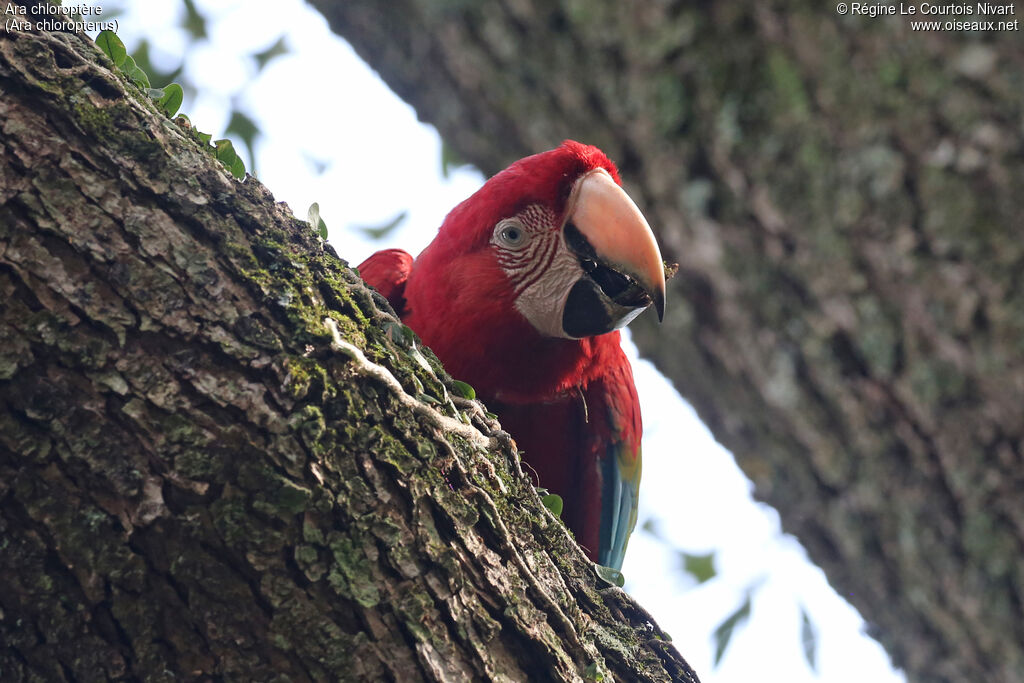 Red-and-green Macaw, close-up portrait