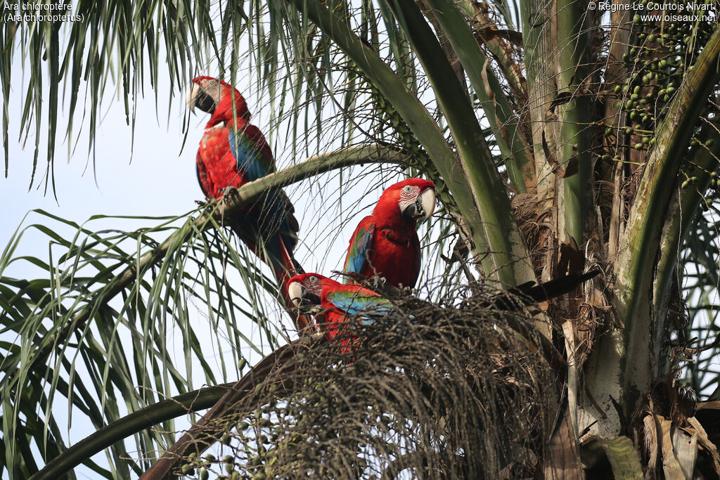 Red-and-green Macaw