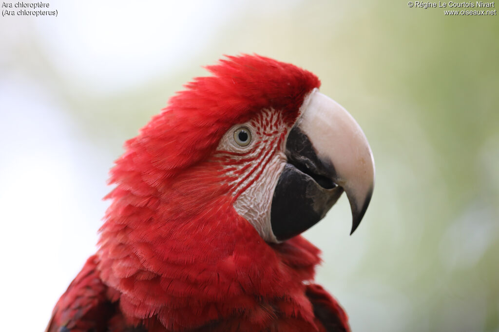 Red-and-green Macaw, close-up portrait