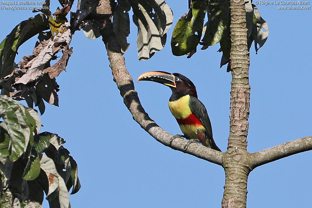 Chestnut-eared Aracari