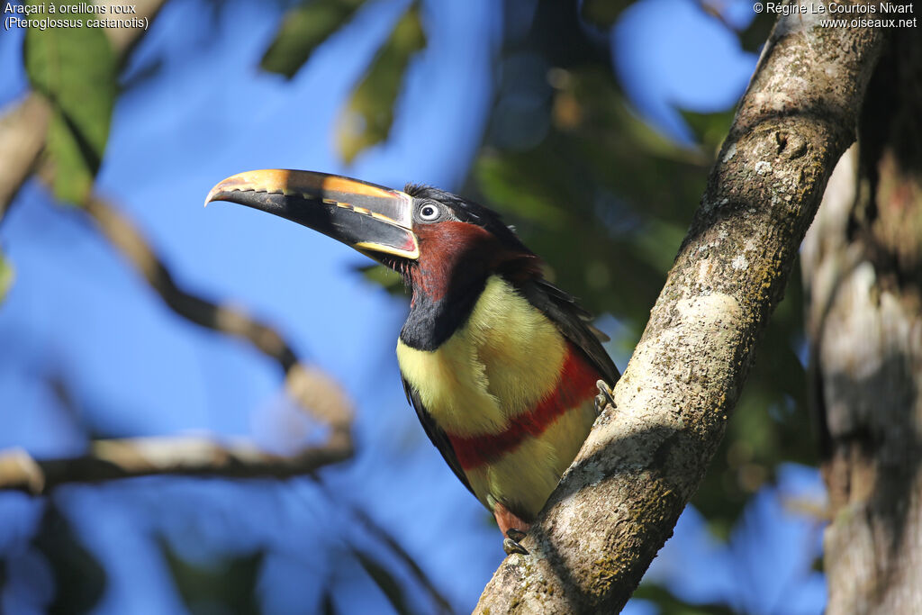 Chestnut-eared Aracari