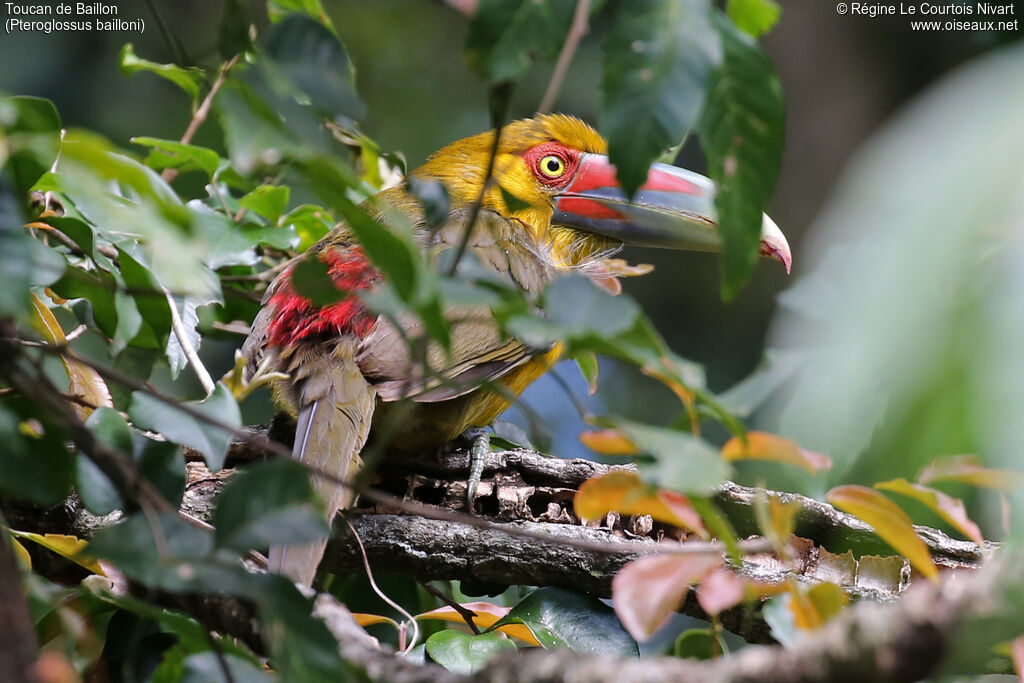 Saffron Toucanet