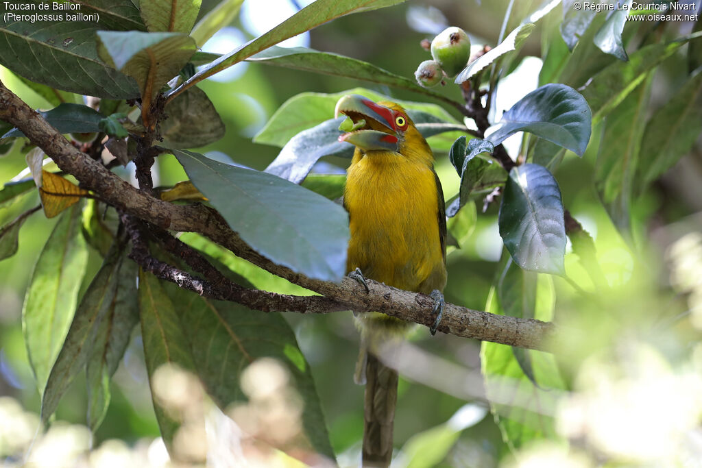 Saffron Toucanet
