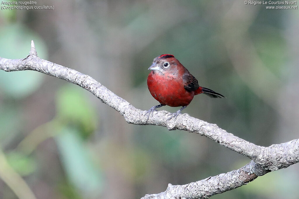 Red Pileated Finch male
