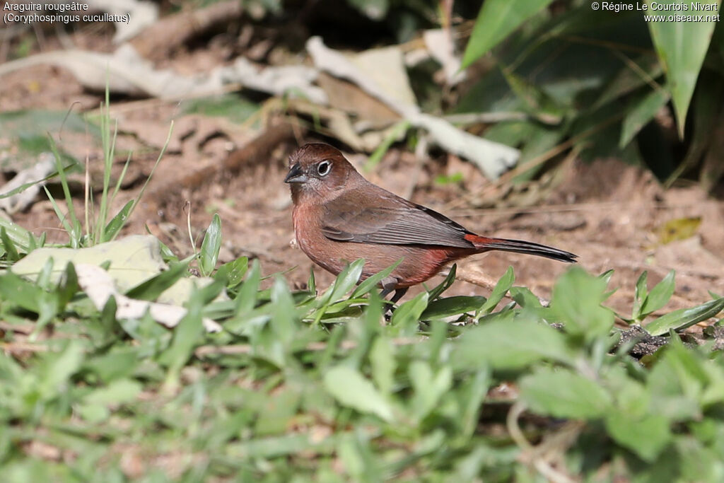 Araguira rougeâtre femelle